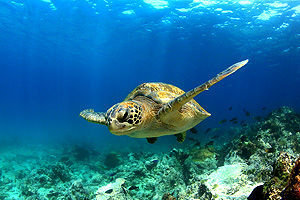 Croisières Iles Galapagos