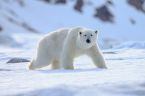 Croisières Arctique
